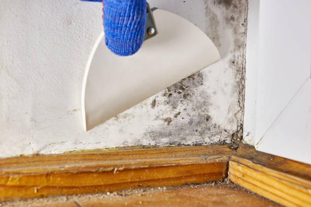 Best Mold-Related Health Consultation  in Streetsboro, OH